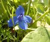 Rooftop Flower1